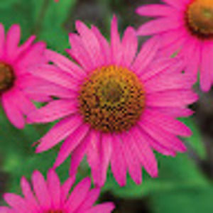 Meet your Posher, Sydney